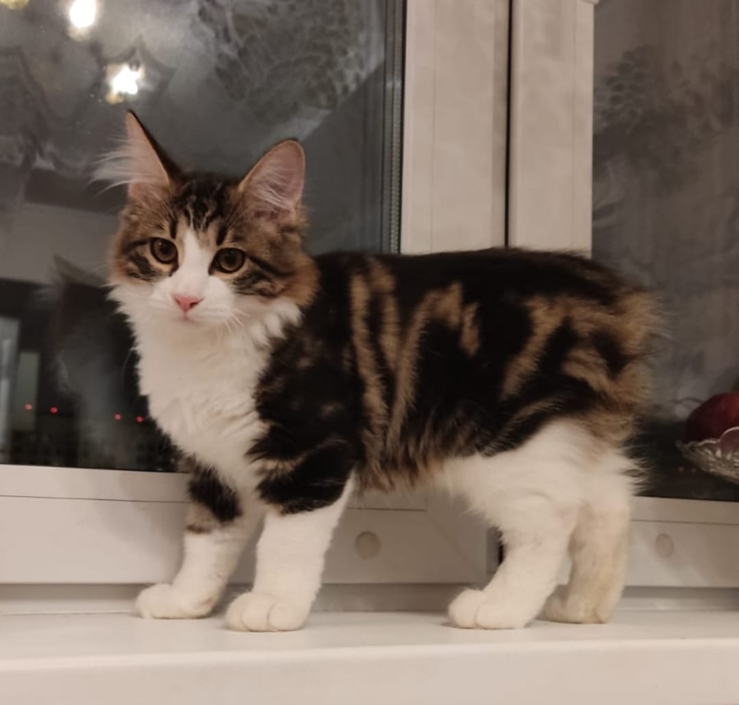 KCH. Irtysh an Silbermond